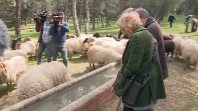 Carmena visita las 400 ovejas que pastan en la Casa de Campo para evitar incendios