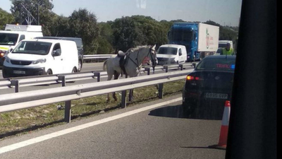 Un caballo causa un atasco en  la A-5 a la altura de Navalcarnero