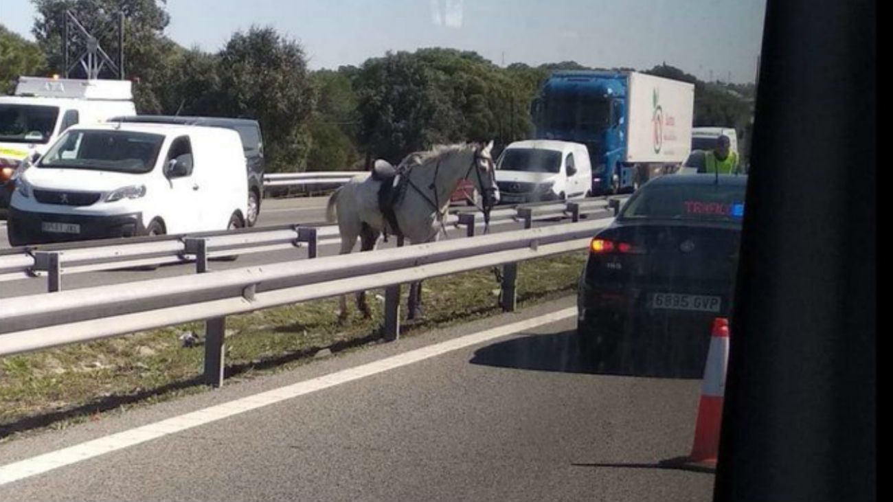 Un caballo causa un atasco en  la A-5 a la altura de Navalcarnero
