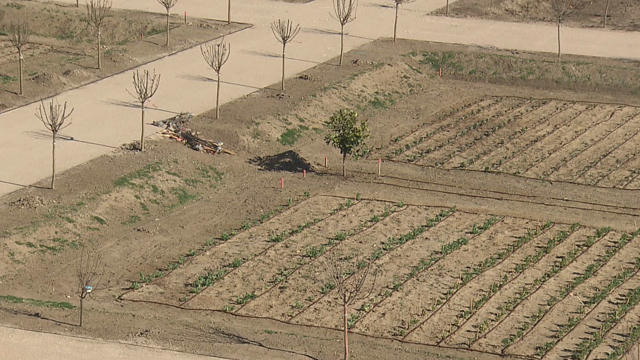 Huertos urbanos en Boadilla