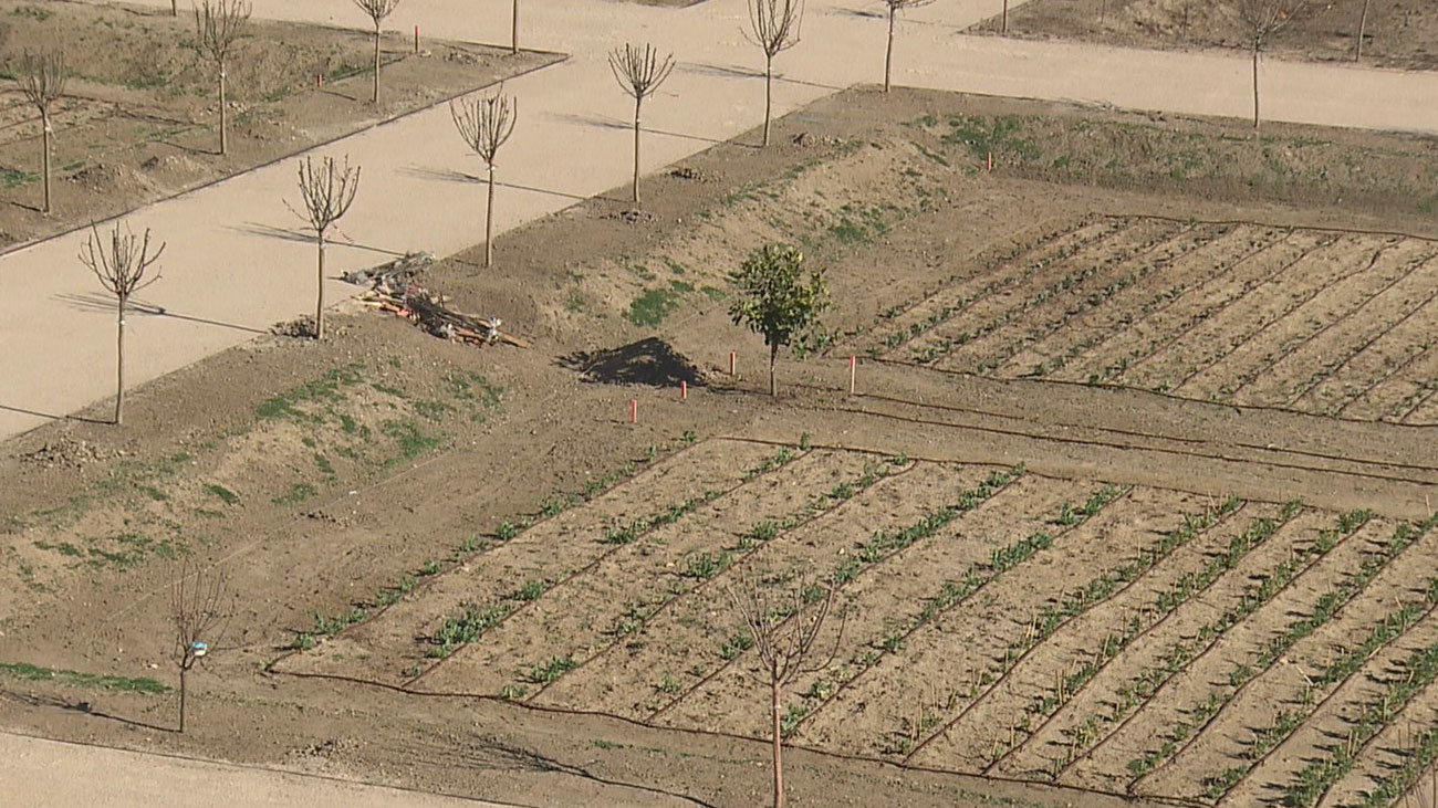 Boadilla abre la inscripción para la adjudicación de los huertos urbanos
