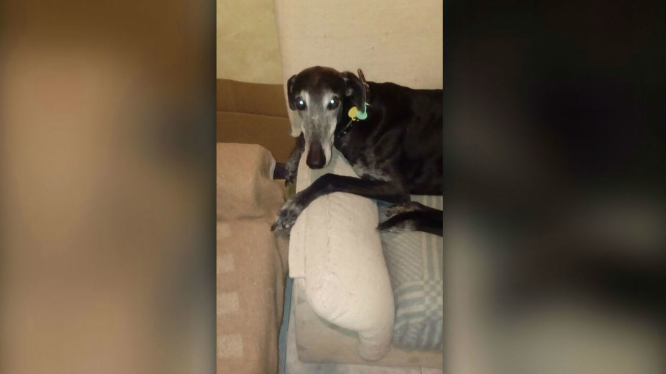 Intentan extosionarle para recuperar al perro que le salvó la vida