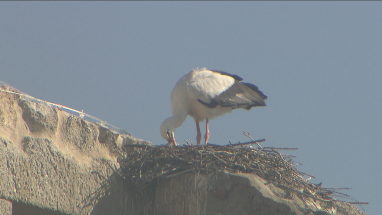 San Lorenzo de El Escorial instala postes especiales para nidos de cigüeñas