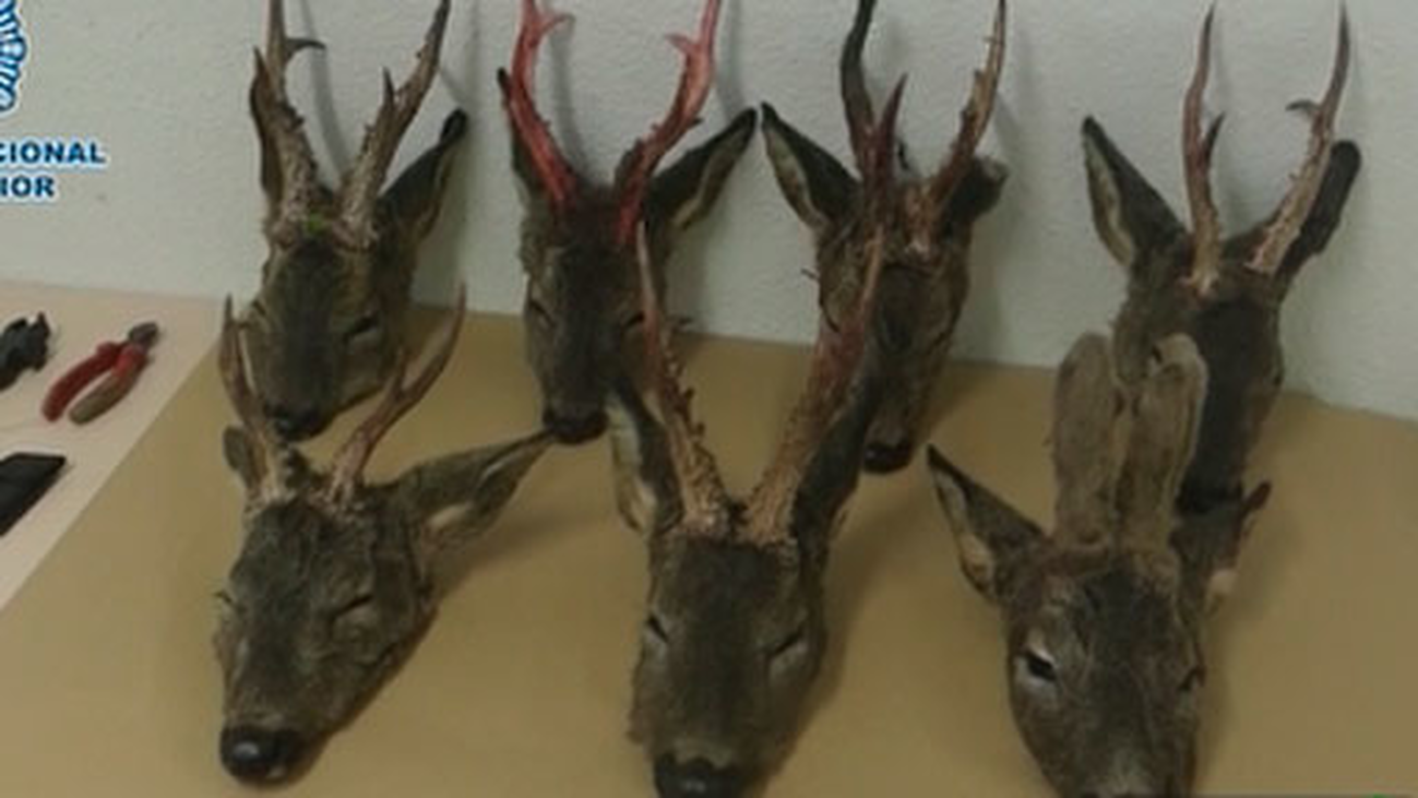 Dos detenidos en Torrejón de Ardoz por la caza furtiva de corzos