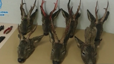 Dos detenidos en Torrejón de Ardoz por la caza furtiva de corzos