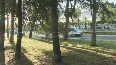 Los vecinos de Alameda de  Osuna se rebelan contra Fomento que quiere talar 800 árboles centenarios