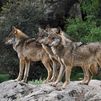 El lobo en la sierra de Madrid