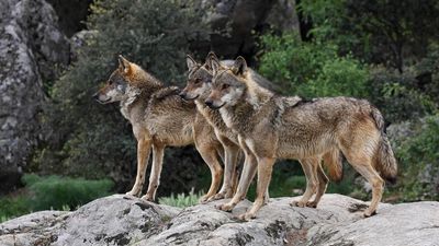 UGAMA denuncia dos nuevos ataques de lobo en Garganta de los Montes