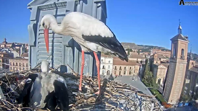 La vida de unas cigüeñas de Alcalá de Henares, en directo las 24 horas del día