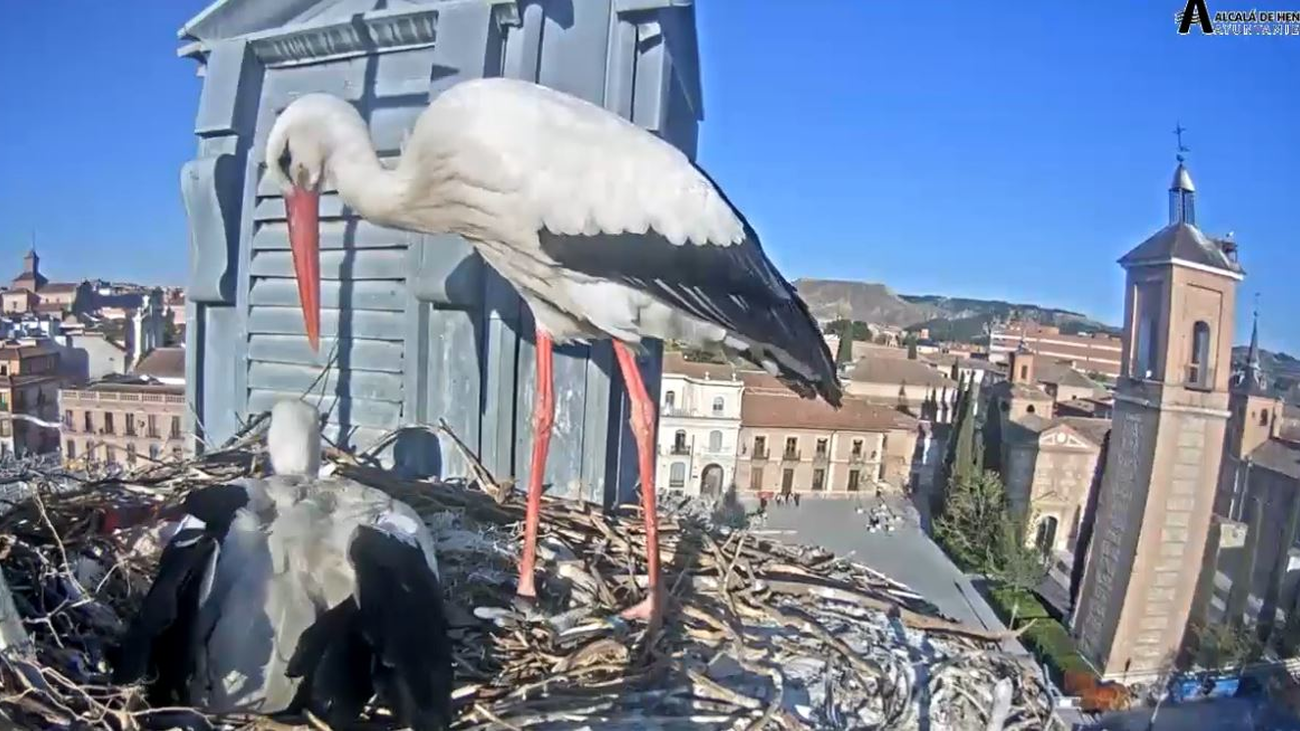La vida de unas cigüeñas de Alcalá de Henares, en directo las 24 horas del día