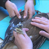 Fisioterapia para aves rapaces en el GREFA
