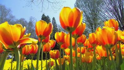 Los tulipanes de Holanda en primavera