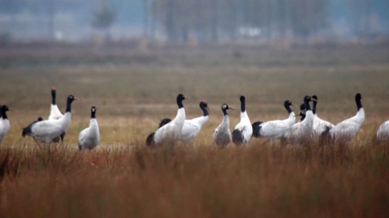 Las grullas de cuello negro, un espectáculo de la naturaleza