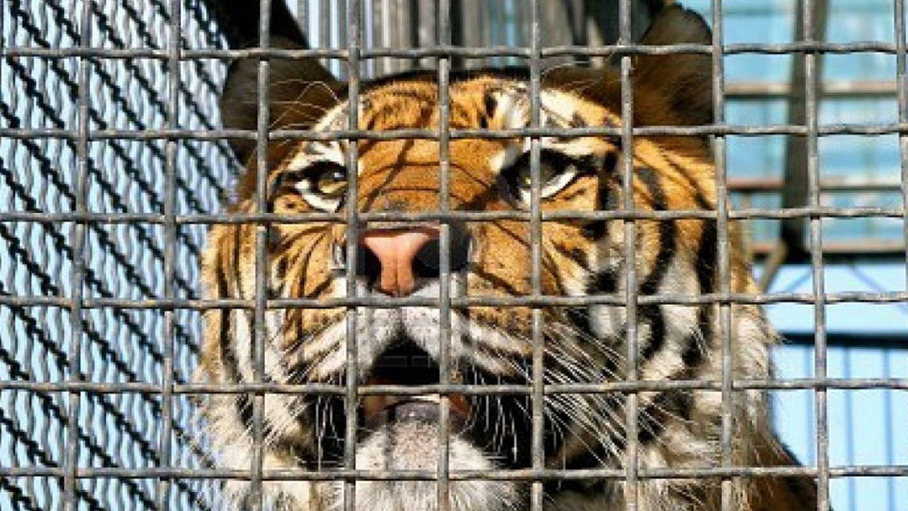 Madrid veta los circos con animales salvajes