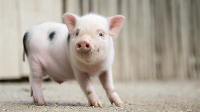 Tener un cerdo vietnamita o una tortuga de Florida quedará prohibido en 2022