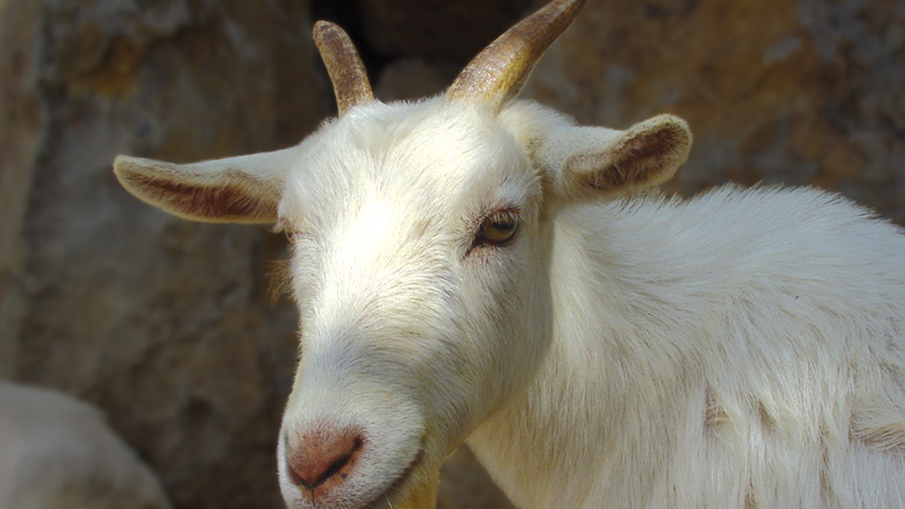 El Recuento 31.03.2019