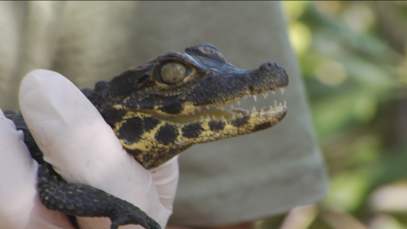 Conocemos a las nuevas crías de jirafa, cocodrilo y dromedaria en el Safari de Madrid