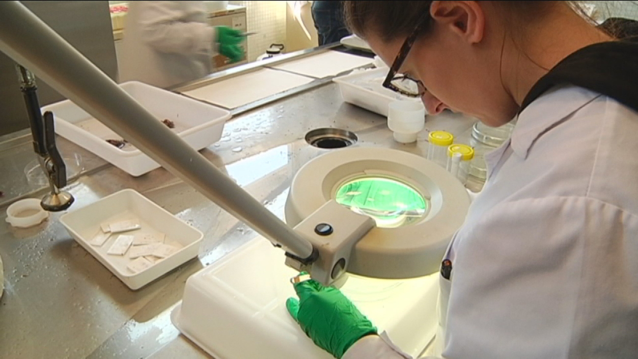 Un estudio asegura que podemos estar consumiendo plástico al comer pescado