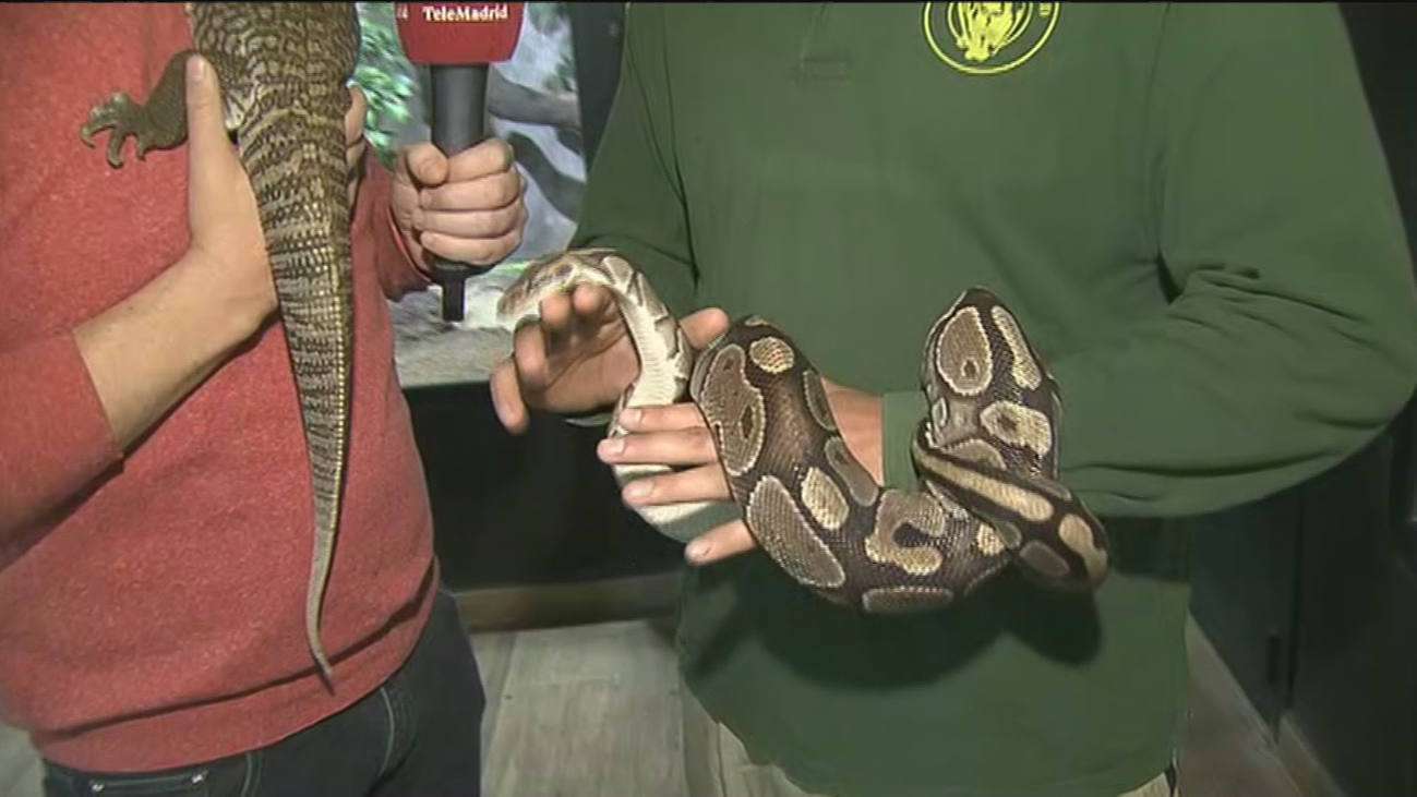 La serpiente pitón, la tortuga de Florida o el cerdo vietnamita ya no podrán ser mascotas
