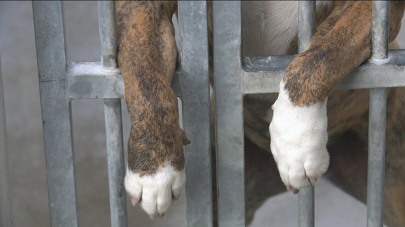 Las perreras de Madrid, saturadas de razas potencialmente peligrosas