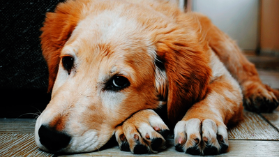 Cómo saber si tu perro está envenenado