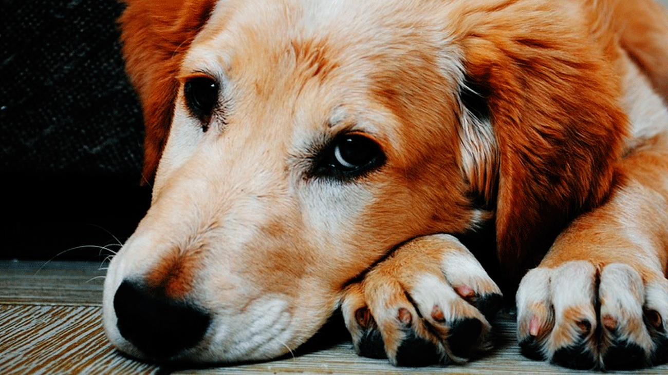 Cómo saber si tu perro está envenenado