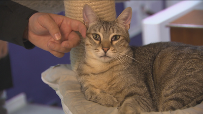 Los gatos comprenden palabras y reconocen su nombre, según un estudio