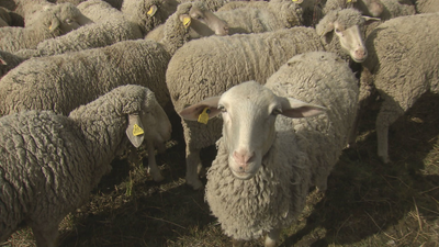 Reivindican en Galapagar y Colmenarejo el uso público de las vías pecuarias
