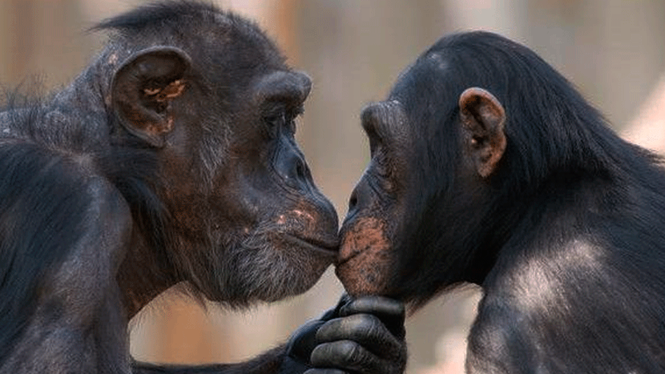 ¿Los polos opuestos se atraen?