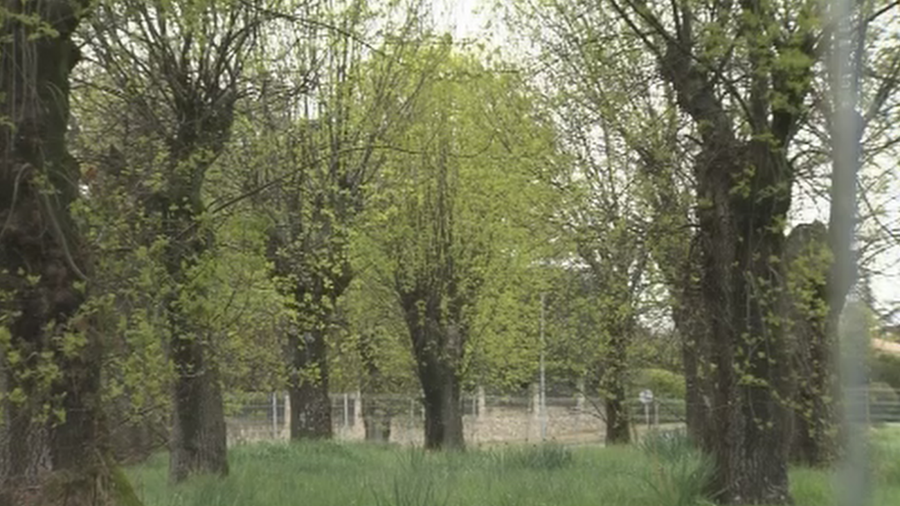 Contra la tala de árboles por la construcción de una residencia de ancianos en Guadarrama