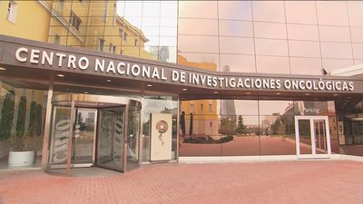 Un equipo español logra por primera vez eliminar en ratones el cáncer de páncreas