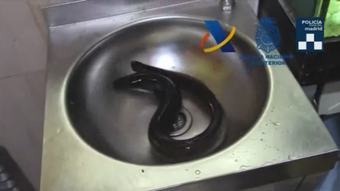 Pillados traficando con anguilas vivas y congeladas en restaurantes de Usera