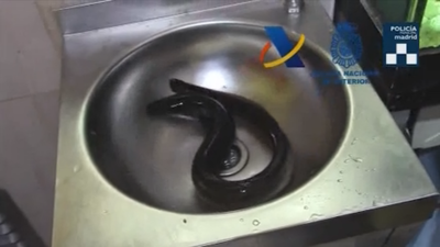 Pillados traficando con anguilas vivas y congeladas en restaurantes de Usera