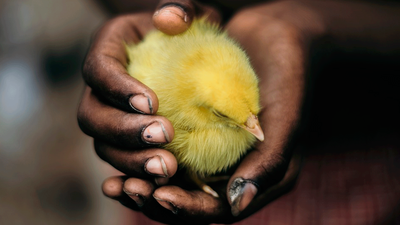 La trampa del pollo de corral