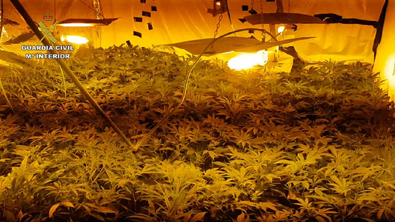 La Guardia Civil incauta 3.334 plantas de marihuana en 3 plantaciones en Toledo