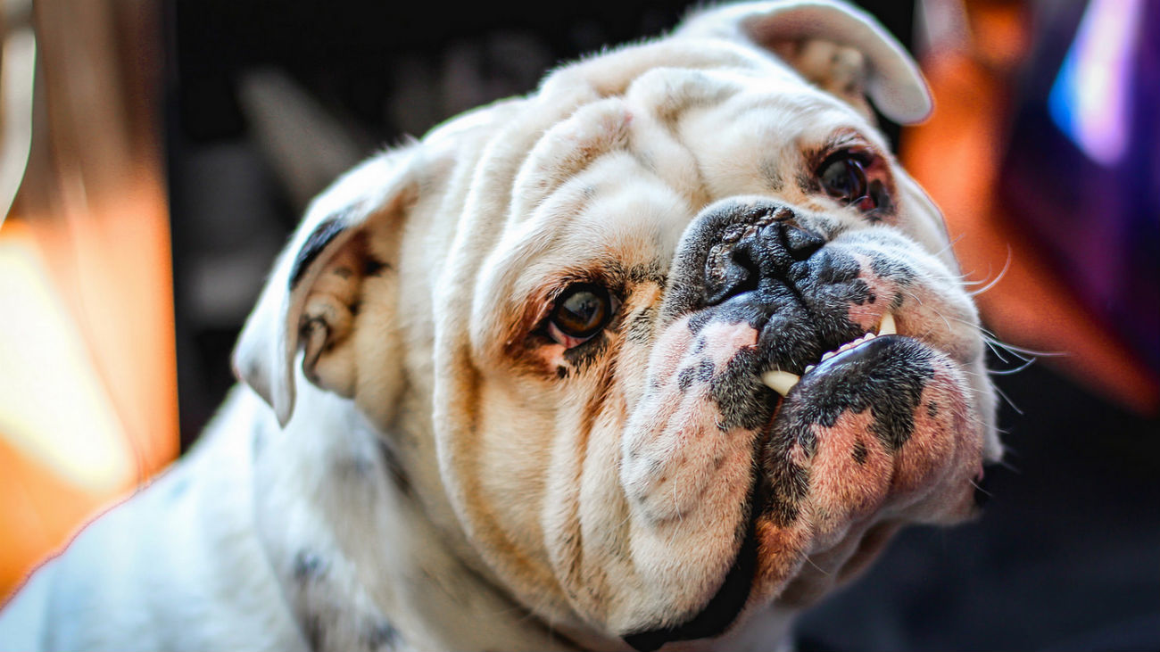 Etólogos, psiquiatras para perros