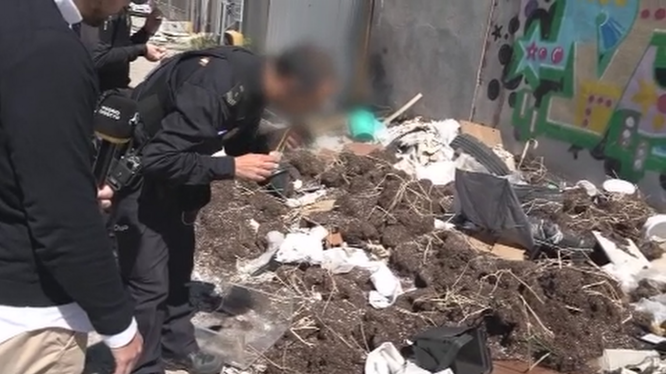 Descubrimos una plantación de marihuana abandonada en Leganés