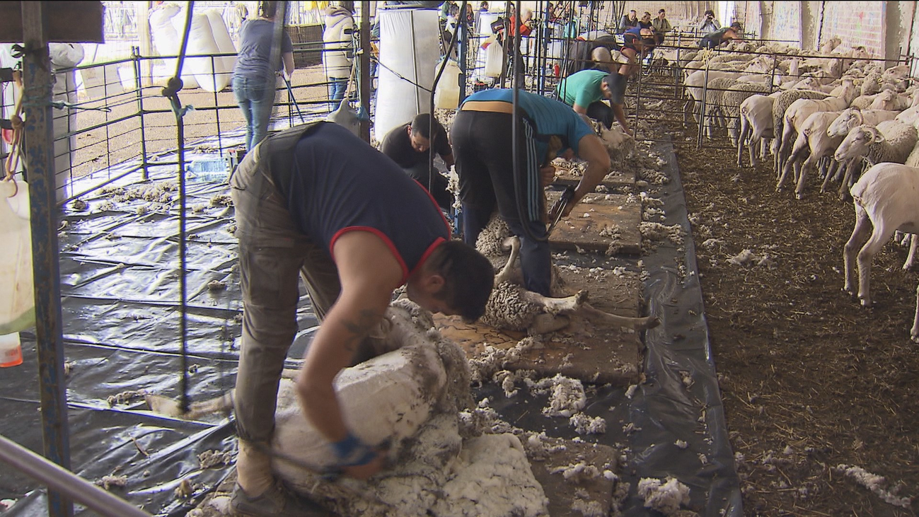 Esquilado de las ovejas en Villanueva del Pardillo para preparar la transhumancia