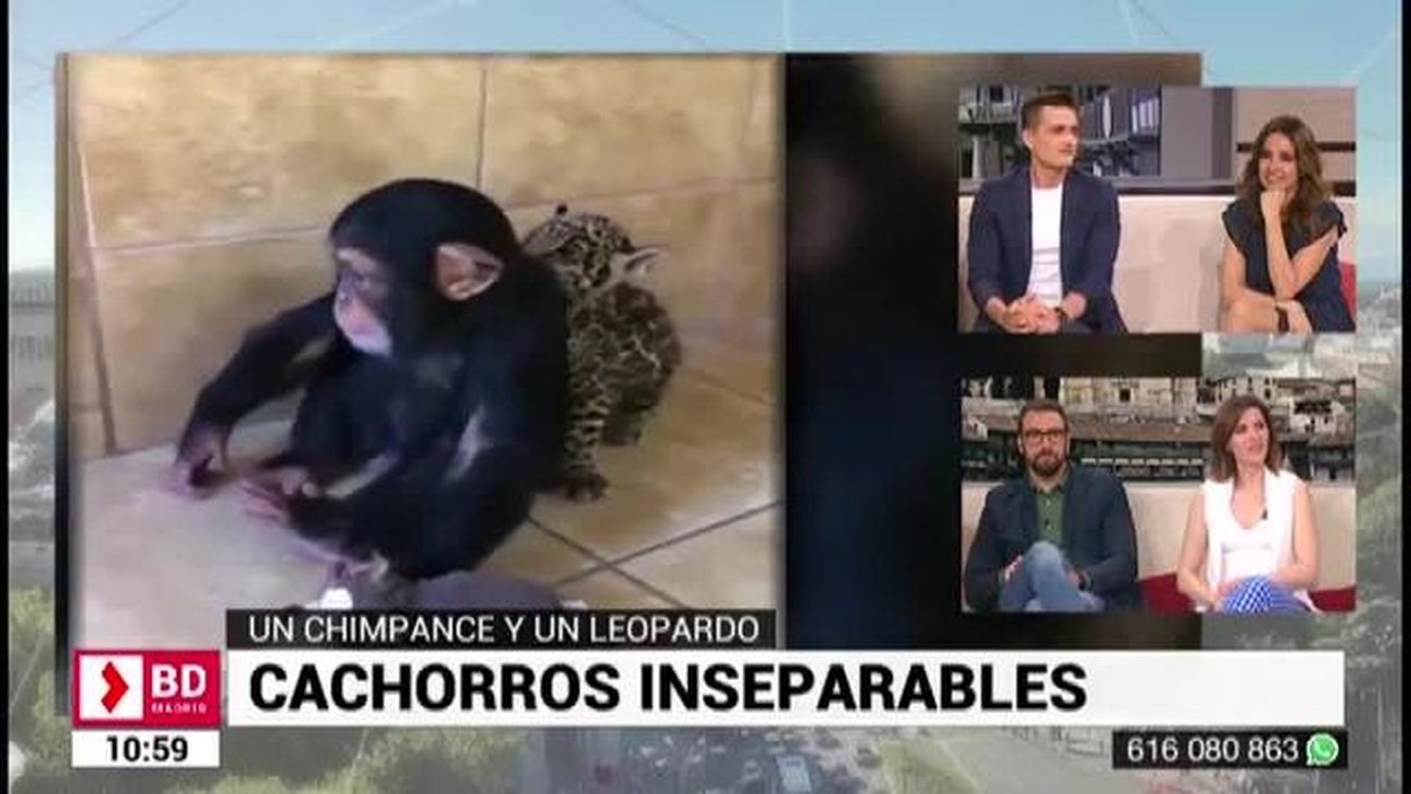 Buenos Días Madrid (10:30 - 11:30) 16.04.2019