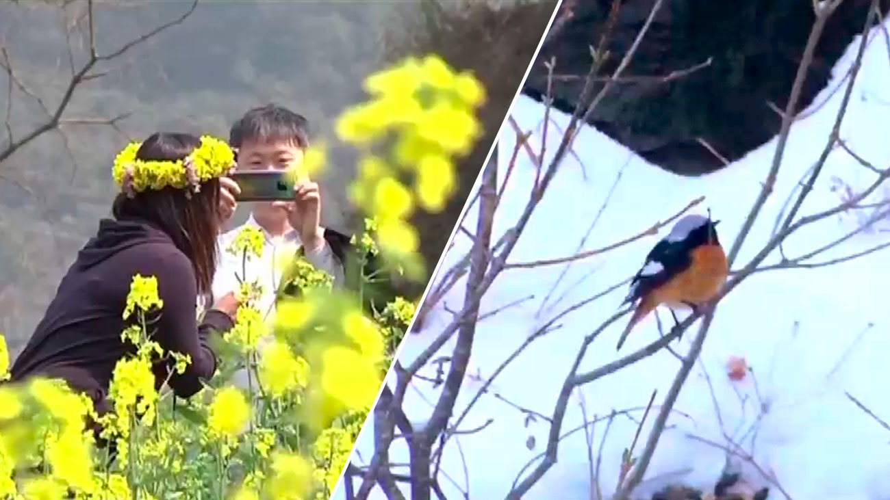 Primavera de contrastes en China