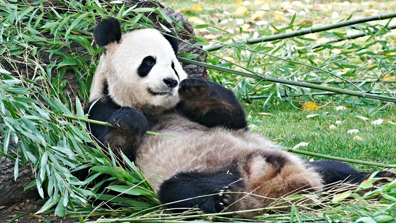 Inseminada artificialmente la osa panda gigante del Zoo Aquarium
