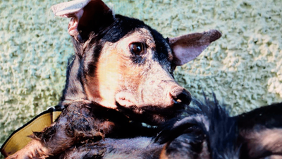 Tomy y Nylon buscan un nuevo hogar