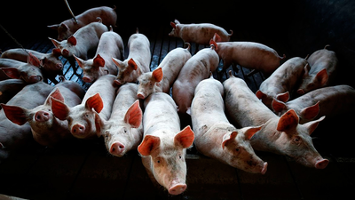 Logran 'resucitar' las funciones cerebrales varios cerdos que habían muerto cuatro horas antes