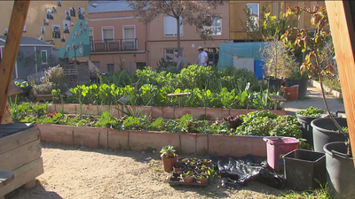 Vecinos de Valdeacederas gestionan un huerto urbano en pleno Tetuán