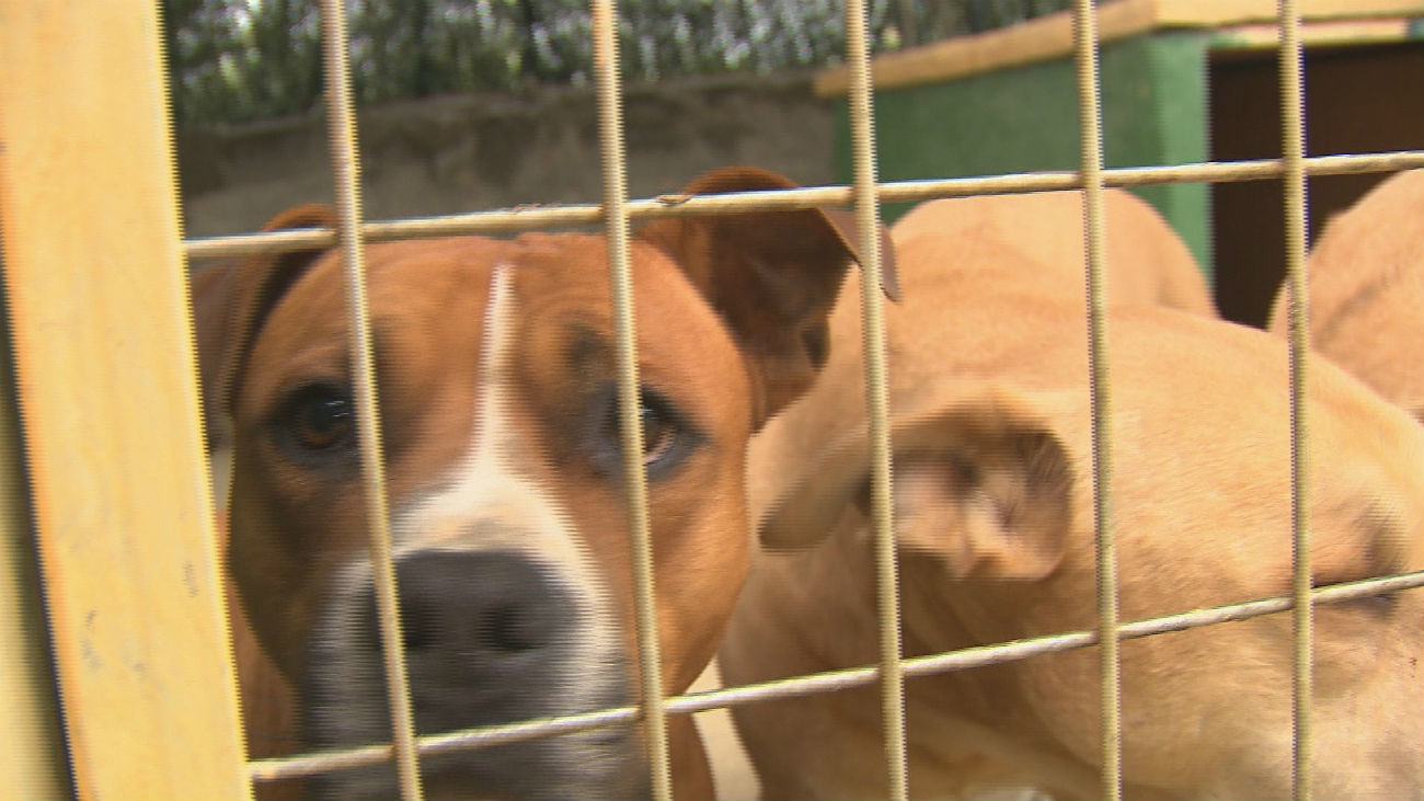 Las mascotas pasan las vacaciones en las residencias caninas