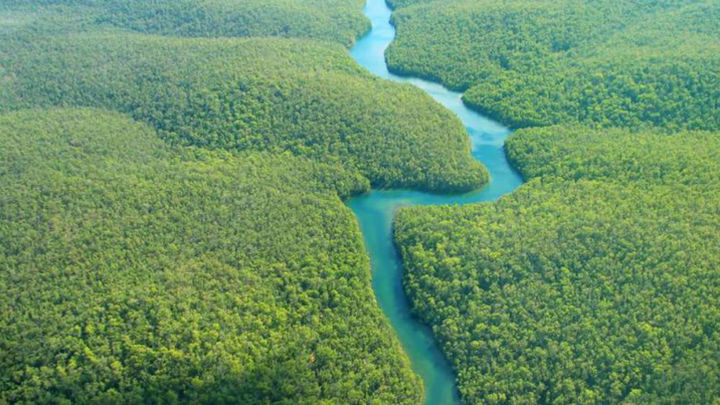 El bosque amazónico de época precolonial no era tan virgen, según un estudio