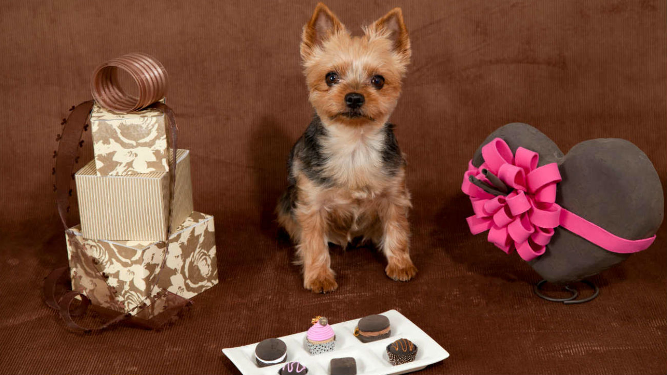 Fiestas de cumpleaños perrunas a la última