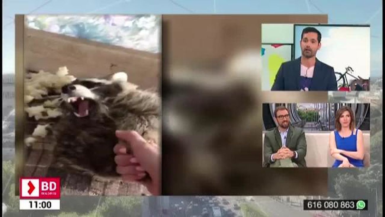 Buenos Días Madrid (10:30 - 11:30) 22.04.2019