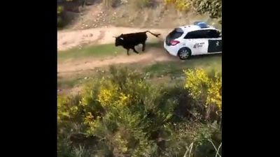 Un toro bravo se escapa en Galapagar y embiste contra varios vehículos de la Guardia Civil