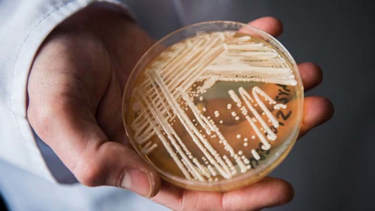 Cándida Auris, el hongo hiperresistente que amenaza la salud del planeta